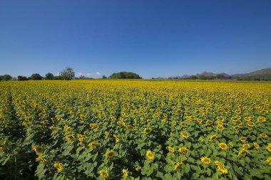 Tayland güzel ayçiçeği.
