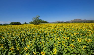 Tayland güzel ayçiçeği.