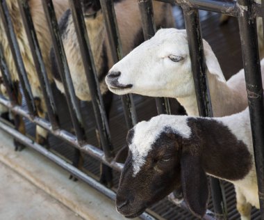 Keçi ve koyun çiftliği