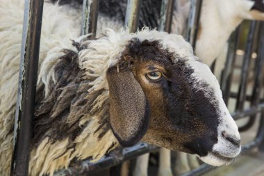 Keçi ve koyun çiftliği