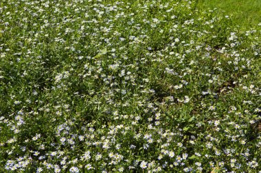 Güneş pili ile Bahçe yürüme yolu