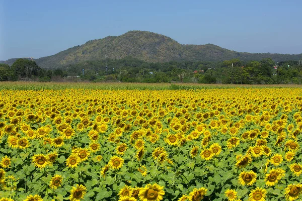 Vackra Solrosor Thailand — Stockfoto