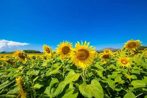 stock image Beautiful sunflowers in Thailand.