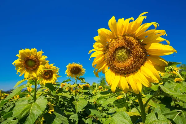 Tayland güzel ayçiçeği.