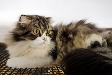 Şirin Farsça kedi kameraya bakıyor