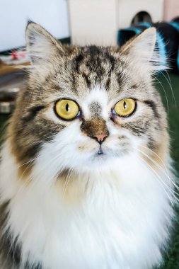 Şirin Farsça kedi kameraya bakıyor