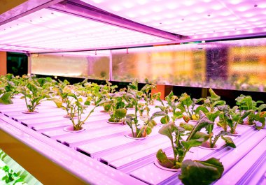 teknoloji büyüyen Hydroponics