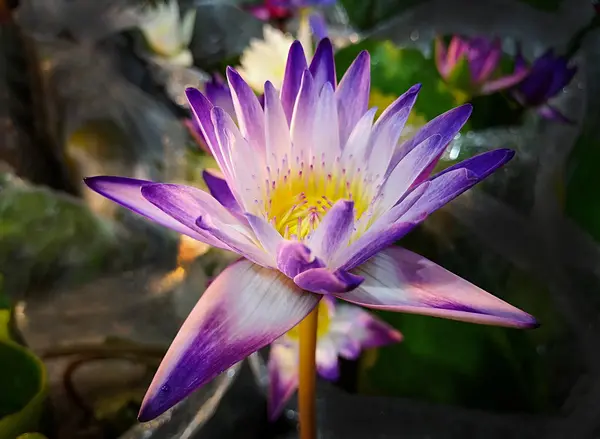Lotus Coloré Dans Boutique — Photo