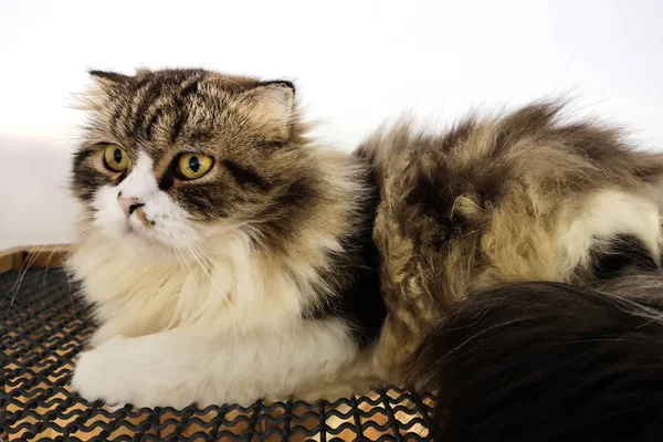 Söt Persisk Katt Stirrar Kameran — Stockfoto
