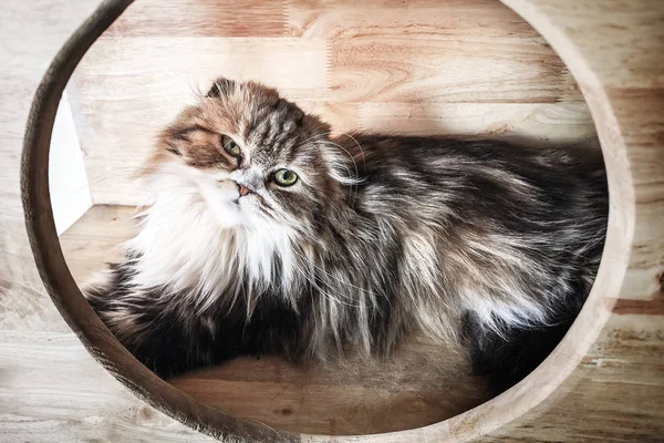 Söt Persisk Katt Stirrar Kameran — Stockfoto