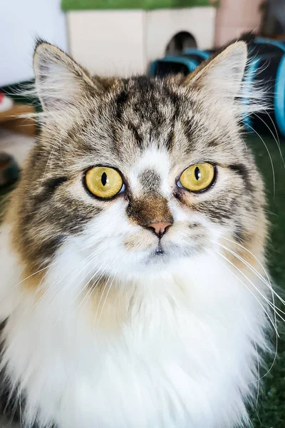 Χαριτωμένη Περσική Γάτα Κοιτάζοντας Την Κάμερα — Φωτογραφία Αρχείου
