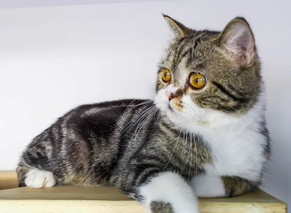 Милий Персидський Кіт Дивлячись Камеру — стокове фото