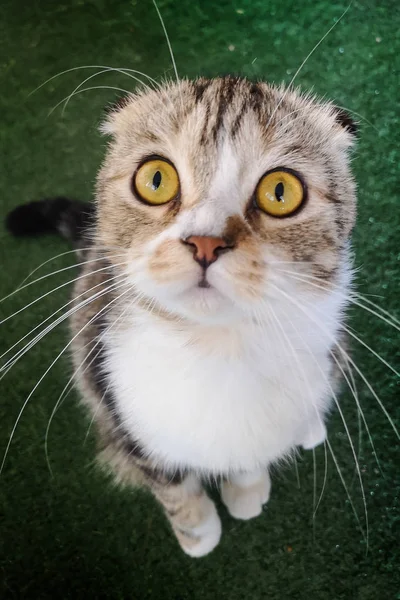 Милий Персидський Кіт Дивлячись Камеру — стокове фото