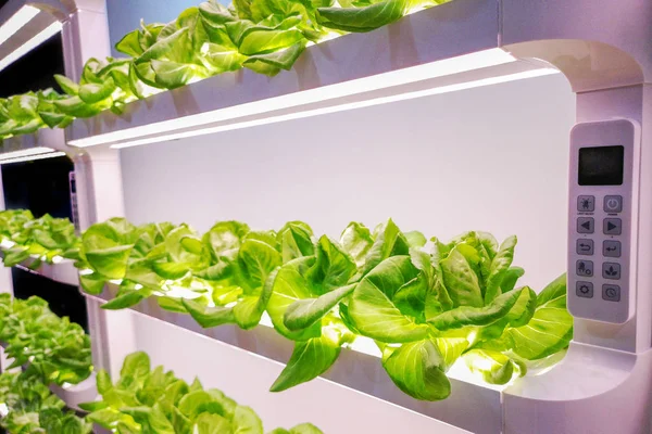 Hydroponics Αυξανόμενη Τεχνολογία — Φωτογραφία Αρχείου