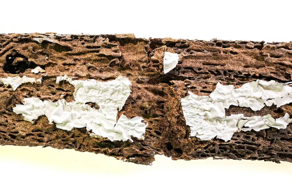 background of nest termite damaged wooden eaten