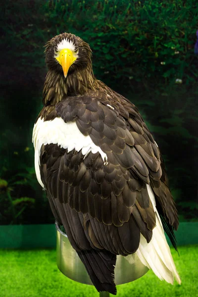 Portrait Golden Eagle Aquila Chrysaetos — Stok fotoğraf
