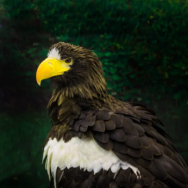 Portrait Golden Eagle Aquila Chrysaetos — Stok fotoğraf