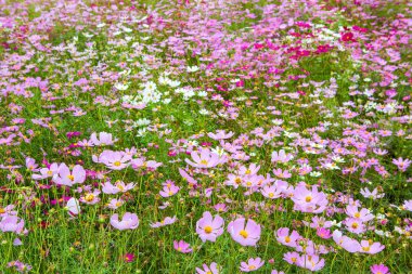 a Cosmos Flower Field