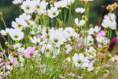 a Cosmos Flower Field