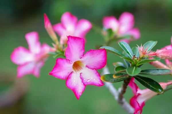 タイでのピンクの花 — ストック写真