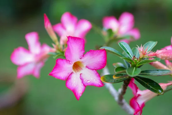 Tayland Pembe Çiçekler — Stok fotoğraf