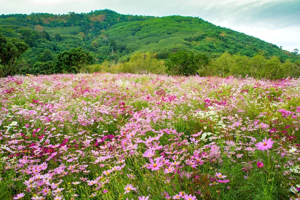 Campo Flores Cosmos — Fotografia de Stock