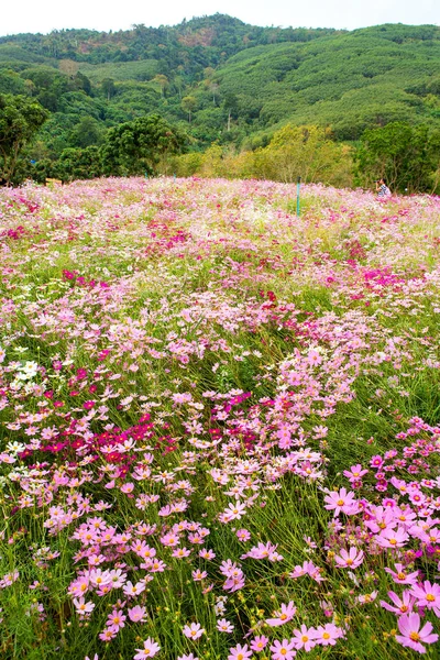 Cosmos Flower Field — Stockfoto