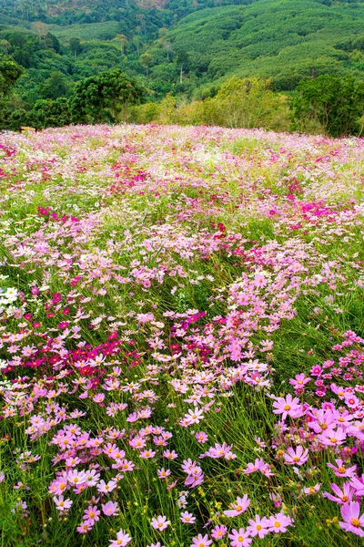 Campo Flores Cosmos — Fotografia de Stock