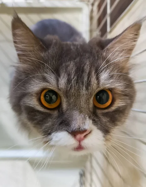 Kočka, která se dívá do kamery — Stock fotografie