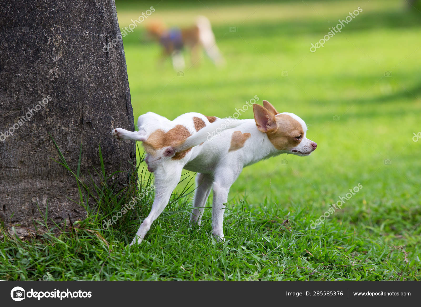 Sød lille hund tisser på en park . Stock-foto © themorningstudio@gmail.com #285585376