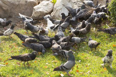 Birçok güvercinler Park katta yemek yeme.