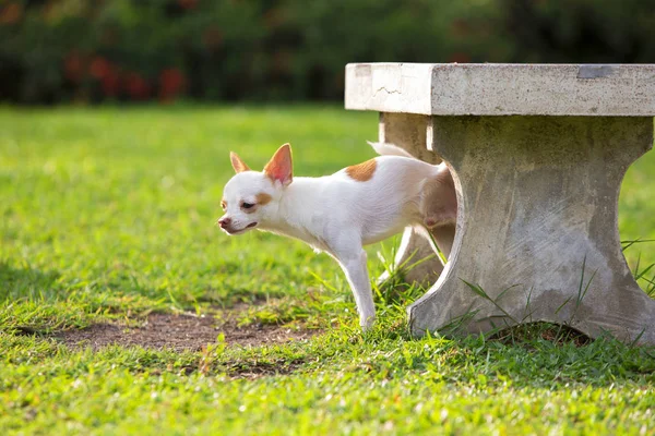 Lindo perro pequeño orinando en un árbol en un parque . — Foto de Stock