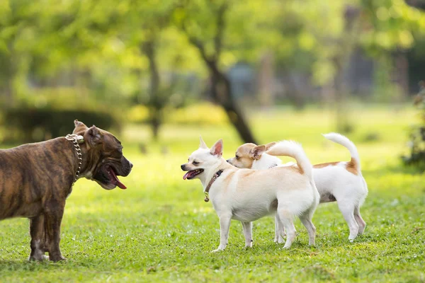 Correre cani sul prato in giardino — Foto Stock