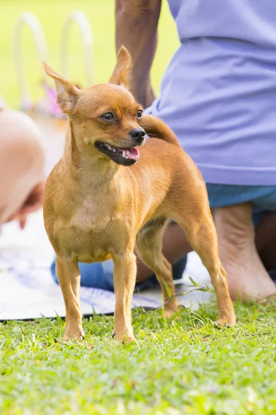 Correre cani sul prato in giardino — Foto Stock