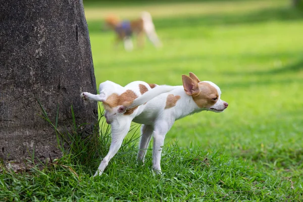 Söt liten hund kissar på ett träd i en Park. — Stockfoto