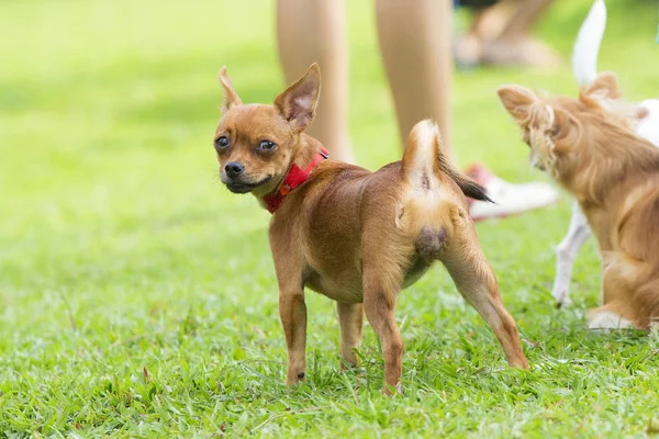 Correre cani sul prato in giardino — Foto Stock