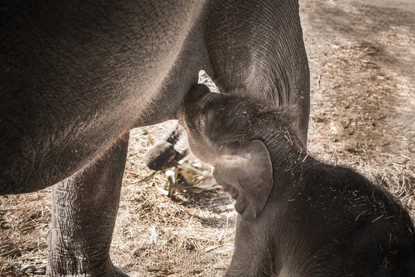 Bebé Elefantes Están Jugando Cerca Madre —  Fotos de Stock