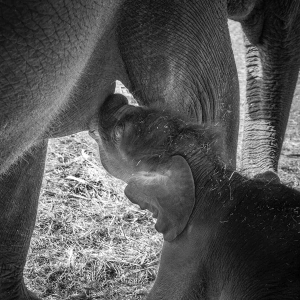 Les Bébés Éléphants Jouent Près Mère — Photo