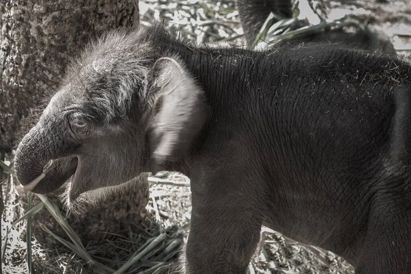 Les Bébés Éléphants Jouent Près Mère — Photo