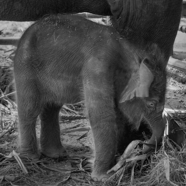 Bebé Elefantes Están Jugando Cerca Madre — Foto de Stock