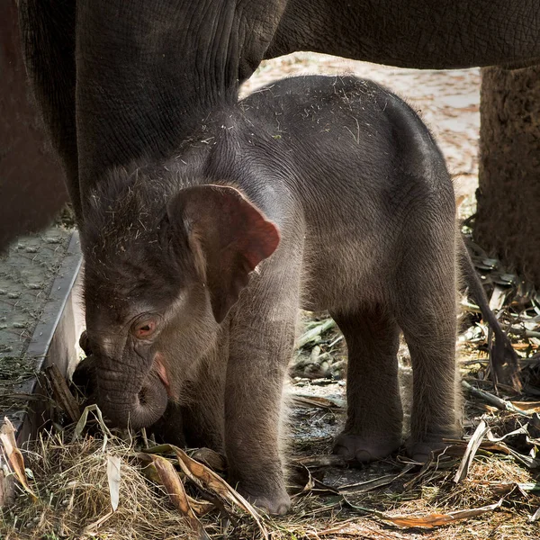 Bebê Elefantes Estão Brincando Perto Mãe — Fotografia de Stock