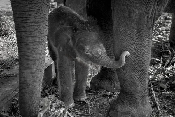 Bebê Elefantes Estão Brincando Perto Mãe — Fotografia de Stock