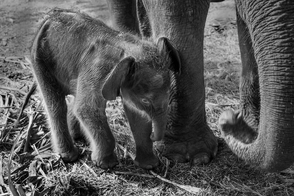 Yavru Filler Annelerinin Yanında Oynuyorlar — Stok fotoğraf