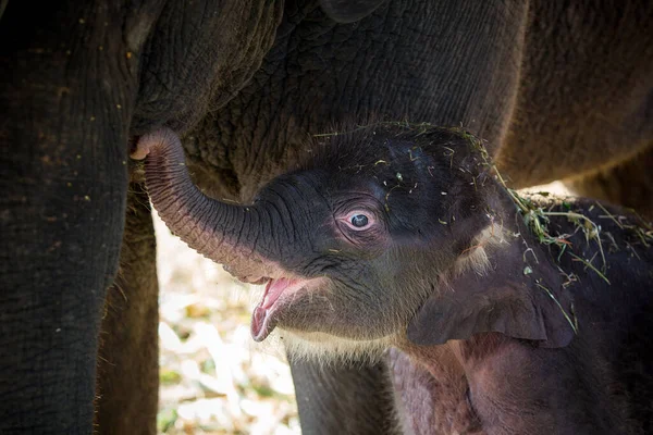 Les Bébés Éléphants Jouent Près Mère — Photo