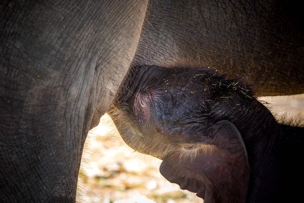 Yavru Filler Annelerinin Yanında Oynuyorlar — Stok fotoğraf
