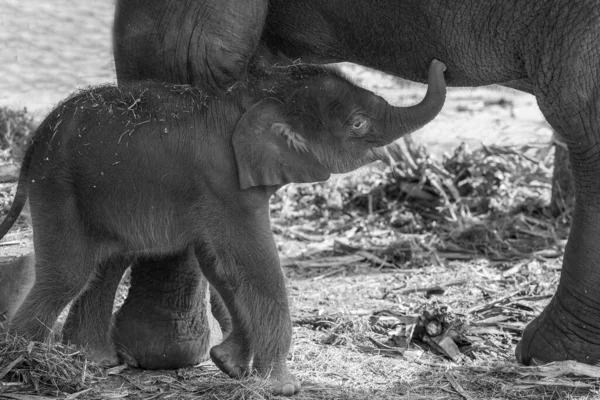 Bebê Elefantes Estão Brincando Perto Mãe — Fotografia de Stock