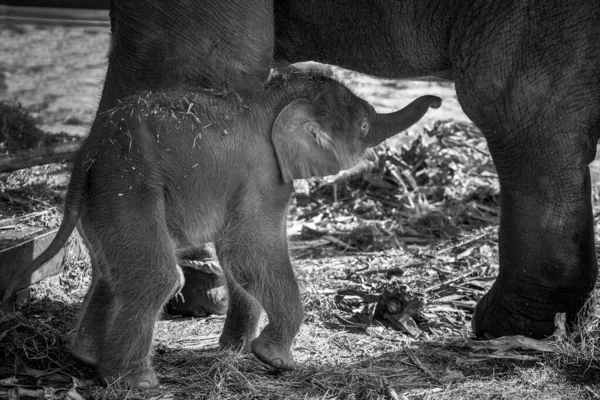 Bebê Elefantes Estão Brincando Perto Mãe — Fotografia de Stock
