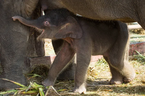 Baby Elefanten Spielen Der Nähe Der Mutter — Stockfoto