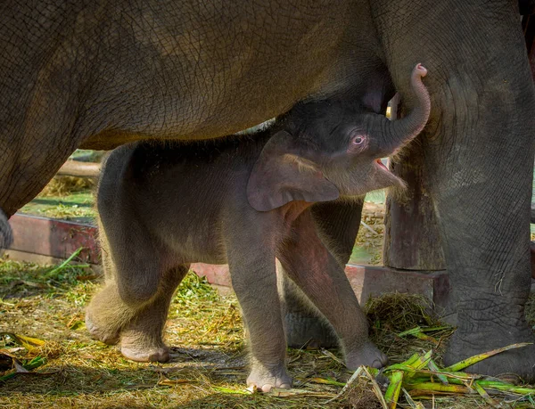 Bebê Elefantes Estão Brincando Perto Mãe — Fotografia de Stock