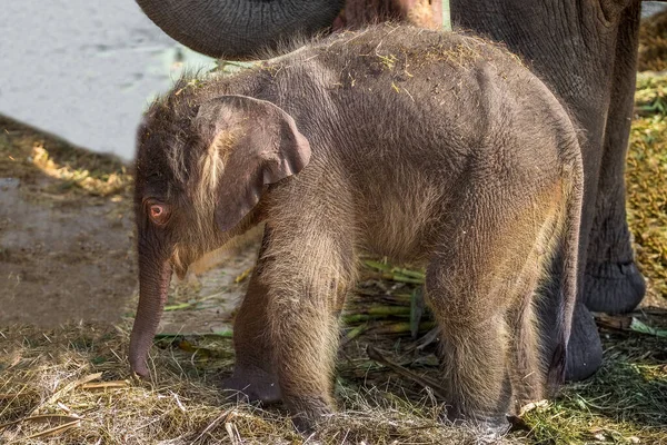 Baby Olifanten Spelen Dicht Bij Moeder — Stockfoto